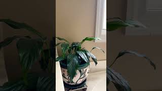 Indoor plant collection #tamilusavlogs #tamilvlogs #viral #shorts #plants #moneyplant #indoorplant