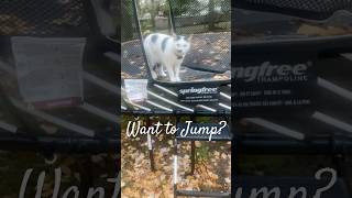 Come Jump with Nai Nai Kitty! Nope! #cat #jump