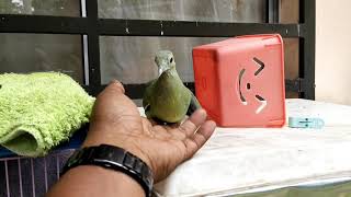 Burung Punai Daun Jinak Free Fly Green Dove Very Tame