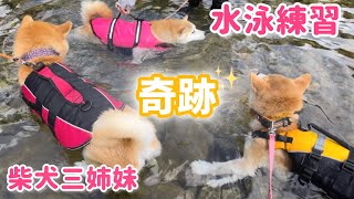 柴犬三姉妹で楽しくお浸かりしていた柴犬の水泳練習風景が可愛い