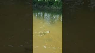 Creek Rat Matt crushing smallies on Nikko Winnow