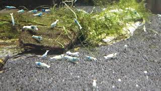 Aqua-Tropica "Das Original" - Taiwan Bee Blue Bold Garnele - Caridina sp. Blue Bolt