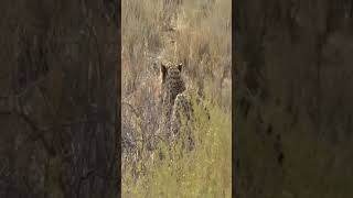 LEOPARD HUNTS AFRICAN WILDCAT #lion #leopard #animals #wildlife #elephant