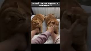 Второй бесплатно! 😀  #cats  #funnycats #short #приколы #videoshort  #смешнойкоты #смешныевидео