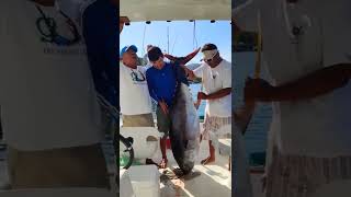 yellow fin tuna, fishing in Zihuatanejo is on fire.🔥🎣🇲🇽