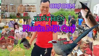 CHỢ CHIM XUẤT HIỆN PHƯỚN MẶT QUỶ NON CHÀO MÀO SIÊU LÂN 2 TRIỆU CHỢ CHIM VÙNG CAO