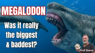 MEGALODON: separating the fact from the hype. Was it really the biggest & baddest?