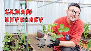 Пора сажать клубнику! Август-идеальное время