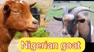 beautiful Nigerian goat | Nigerian goat | goat video | animal videos for kids | farm animals | buck