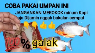 100%DIJAMIN"Nggak bakalan sempat Ngebul apalagi ngopi,umpan paling jitu ikan bawal,umpan galak bawal