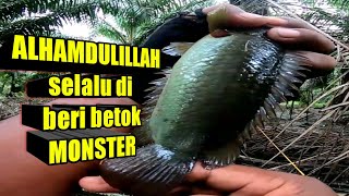 GANAS MANCING BETOK SAAT HUJAN || Mancing betok monster