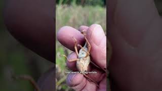 Wild grasshoppers = easy protein