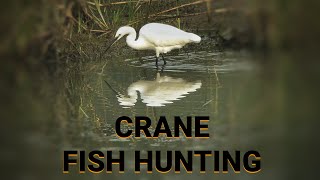 CRANE|| CRANE FISH HUNTING|| WHITE EGRET|| SNOWY EGRET|| BIRD PHOTOGRAPHY|| PHOTOGRAPAHY|| FZ2500||