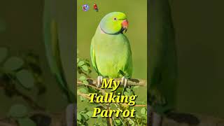 Talking Parrot🦜🦜🦜