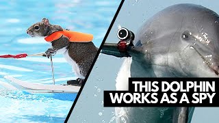 Animals With The Craziest Jobs Ever! 🤯