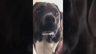 Cute Animals |Funny animals Reaction 2021#718.