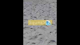 🏖This sand squeaks when you walk😍🤙🩴#whitesandbeach #floridapanhadle #pensacolabeach #beach #florida