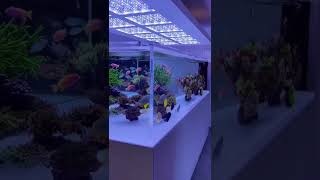 2000L salt water aquarium big saltwater tank 😻😻😻😻