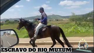 ESCRAVO DO RIO MUTUM VENDIDO#mangalargamachador/#mangalargadobrasil/#mangalargadeelite/#viral_video