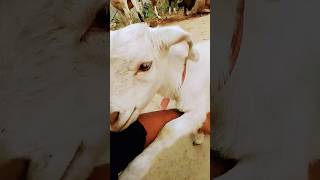 dog and goat funny video 😀 #shortvideo #viralvideo #viralshort 🐕‍🦺🐐 funny videos 🥰