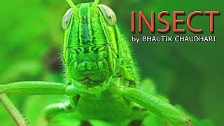 INSECT - A Short Film