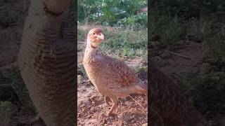 Greyfrancolin #viral