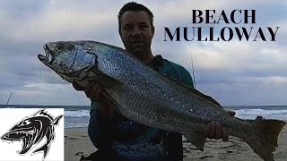 Mulloway fishing: Jewfish: Beach fishing: W.A. #fishing #mulloway #jewfish #adventure