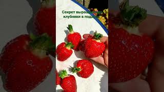 Клубника это просто!Проверено!