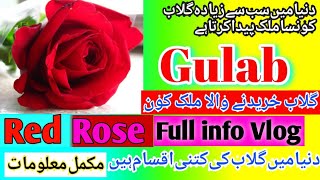 Rose || Red Rose Flower full information.||Gulab ke maqamil malumat Vlogs with Faheem Rana