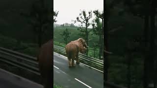 🐘🐘Elephant entry# Valparai # Elephant # Visiting#SR...... 🐘🥺