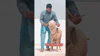 Big Horns sheep | Big long tail sheep in karachi #sheep #cow #goat #cattlepoint #animals #longtail