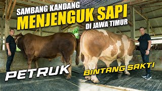 Sambang Kandang Menjenguk Sapi Petruk dan Bintang Sakti