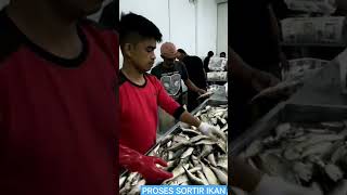 POTENSI USAHA PROSES SORTIR IKAN  DI  SORONG