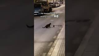 Cat has EPIC Battle with a Mouse in the Streets #shorts