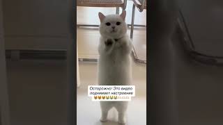 Ну очень милые котики))