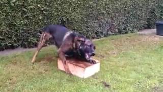 KNPV box guarding Rico  X Malinois   BRN 15855