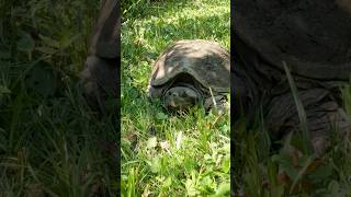 Rice creek snapping turtle #hiking #snappingturtles #nature #newyork #traillife #hikertrash