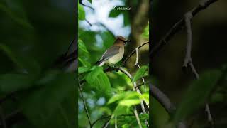 Beautiful Cedar Waxwing close up #nature #shorts