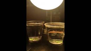 Time Lapse - .25 gram Baking Soda and .5 gram Baking Soda affects Spinach Photosynthesis