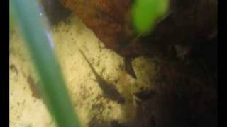 newt video