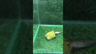 What is a strategy? 🐸🐸 https://youtu.be/V0DfdXtmm38 #frog #shorts #animals #funny #pets #fyp #cute