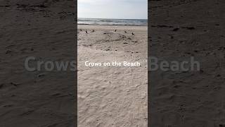 Mysterious Crows on Liepaja Beach | Nature’s Beach Watchers 🏖️ #shorts