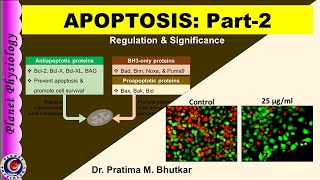 Apoptosis Part 2 | Regulation & Significance