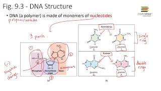 DNA Structure