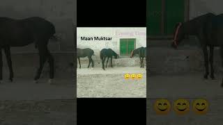 #horse #horselover  #horseriding  #indian horse #horses  #horsepower #viral #video #shortsvideo