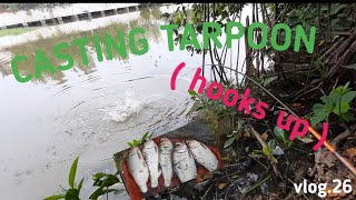 CASTING TARPOON ( hooks up ) vlog.26