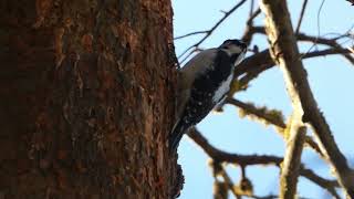 Hairy Woodpecker in Knox Park