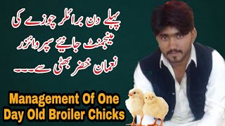 Management Of One Day Old Broiler Chicks | PPS Poultry