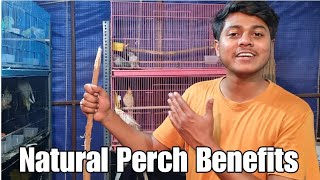 How Natural Perches Could Help Your Bird to Stay Healthy and Breed? || All About Pets (Hindi)