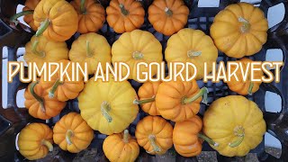 Pumpkin and Gourd Harvest